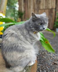 View of grey cat