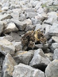 High angle view of lizard on rocks