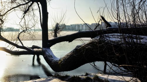 Close-up of bare tree by sea against sky