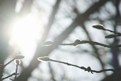 Close-up of twigs