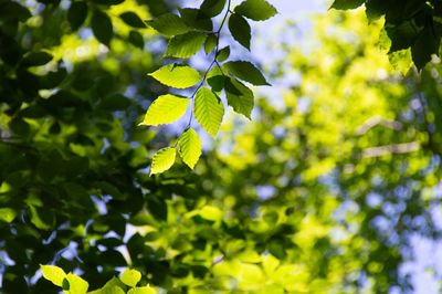 Low angle view of green leaves