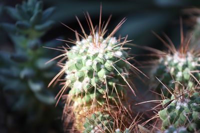 Close-up of cactus plant