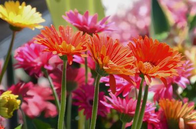 Close-up of pink flowers