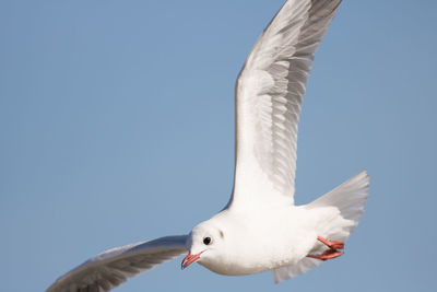 Close-up of a bird flying