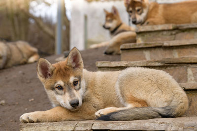 Portrait of a puppy relaxing outdoors