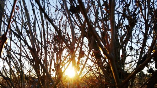 Low angle view of trees against sunset sky