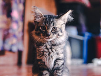 Close-up portrait of cat at home