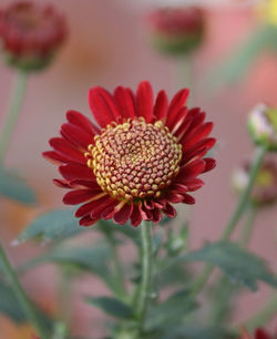 Close-up of red flower