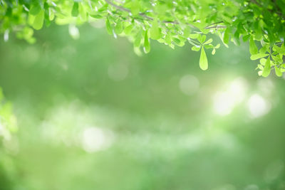 Close-up of plant leaves