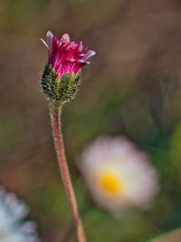 Close-up of pink flower