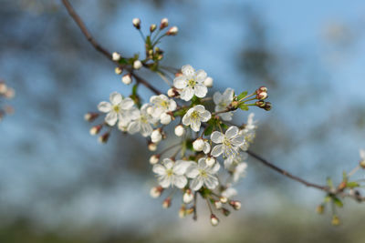 Close-up of white flowers blooming on branch