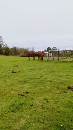 Horses grazing on field against clear sky