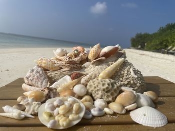 shell