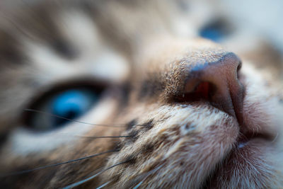 Close-up of a cat