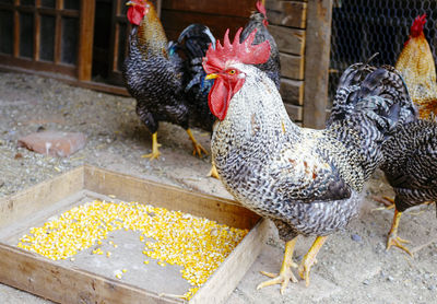 Pigeons in a farm