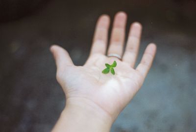 Cropped hand of person holding leaf