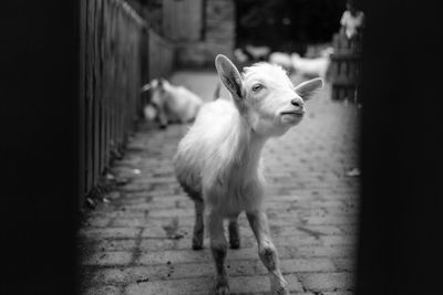 Close-up of kid goat standing on footpath