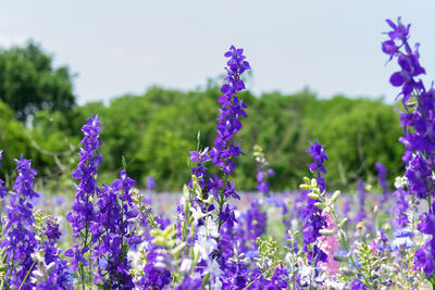 Close-up of purple flowering plants on field