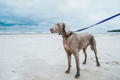 Dog on beach