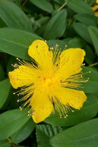 Close-up of insect on yellow flower