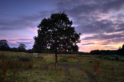 Trees on field against sky during sunset