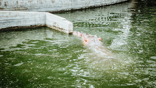 High angle view of fish swimming in lake