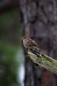 Close-up of bird perching on branch