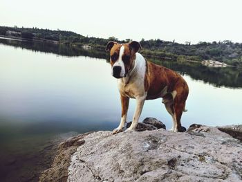 Dog standing on rock by lake against sky