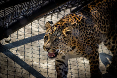 Cat in zoo