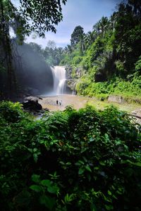 Scenic view of waterfall in forest