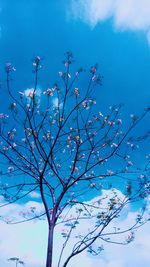 Low angle view of cherry blossoms against blue sky