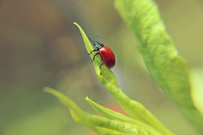 High angle view of beetle on plant