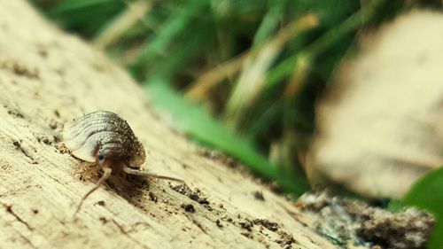 Close-up of snail on plant