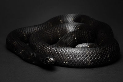 Close-up of snake