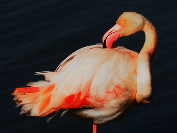 Close-up of a duck