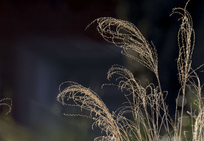 Close-up of illuminated plants at night