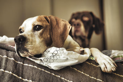 Close-up of dog looking away