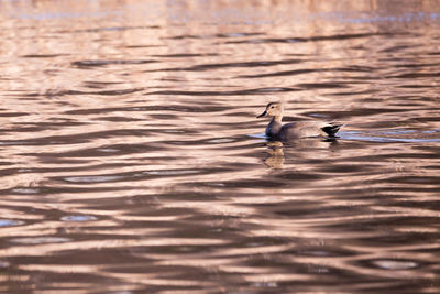 Male gadwall floating in marsh during a spring early morning