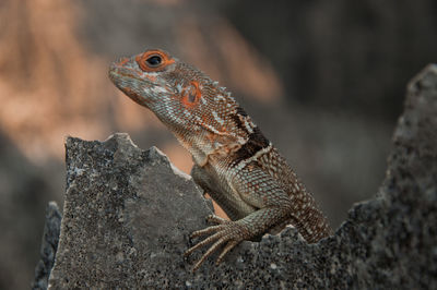 Close-up of lizard