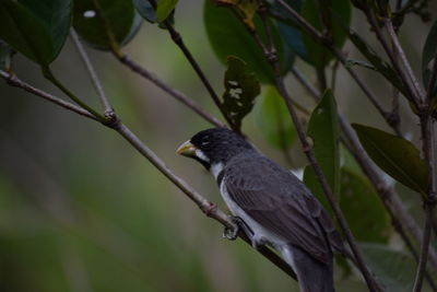 Close-up of bird perching on tree