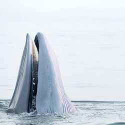 Close-up of whale swimming in sea