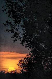 Silhouette tree against sky at night