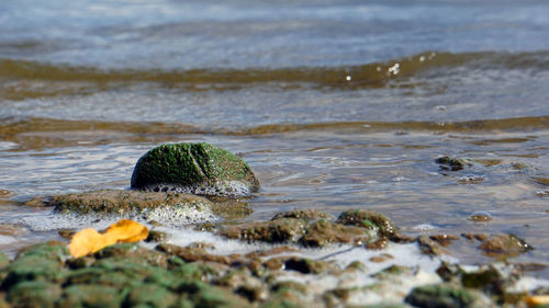 Surface level of rocks on shore