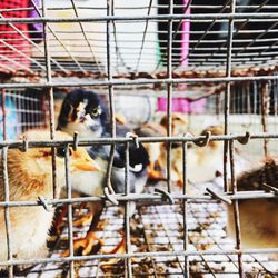 Close-up of birds in cage