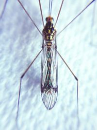 Close-up of mayfly