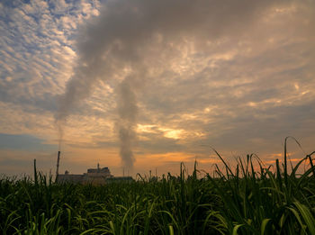 Crops growing on field against sky during sunset