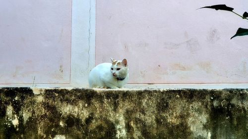 Cat looking away against wall