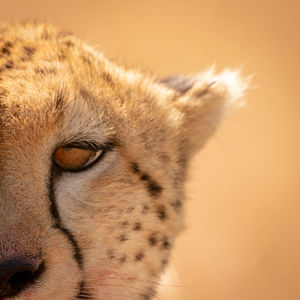 Close-up of top-right quarter of cheetah face