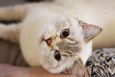 Close-up of british shorthaired cat looking away