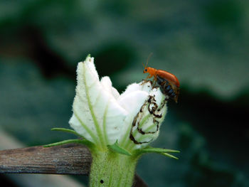 Close-up of insect on leaf